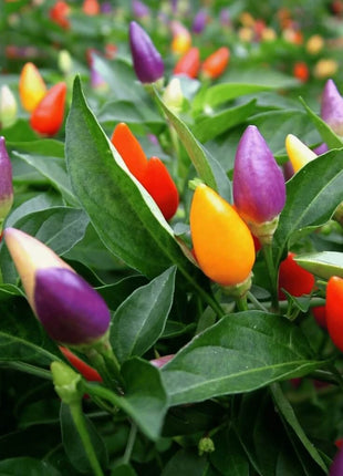 Ornamental Pepper Mix – 30 Seeds