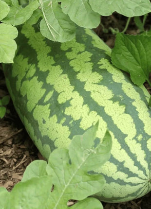 Congo Watermelon – 25 Seeds