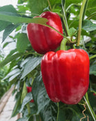 Yolo Wonder Bell Pepper – 30 Seeds