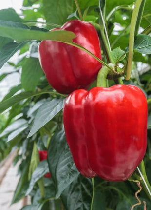Yolo Wonder Bell Pepper – 30 Seeds