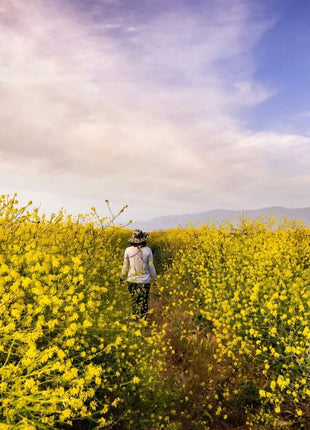Black Mustard – 500 Seeds