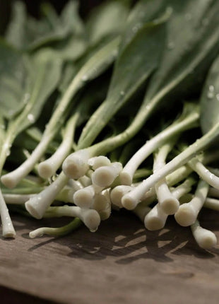 Wild Leek (Ramps) – 10 Seeds