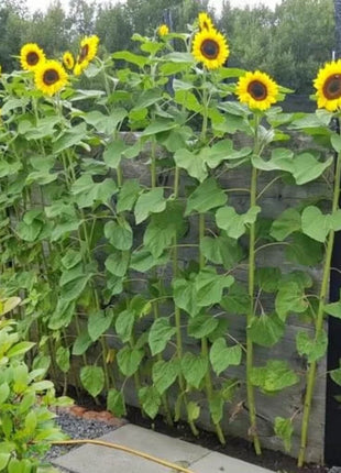 Mammoth Grey Stripe Sunflower – 25 Seeds