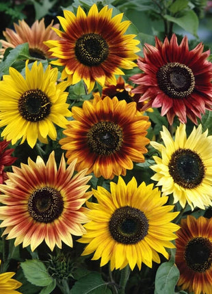 Sunflower Seed Collection – 6 Varieties