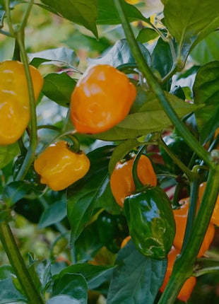 Orange Habanero Pepper – 30 Seeds