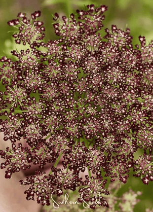 Chocolate Lace Queen Anne's Lace – 100 Seeds