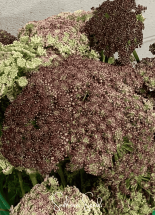 Chocolate Lace Queen Anne's Lace – 100 Seeds