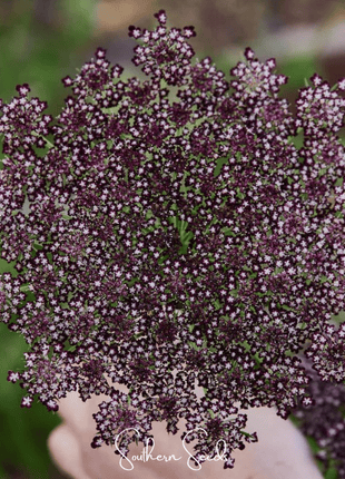 Chocolate Lace Queen Anne's Lace – 100 Seeds