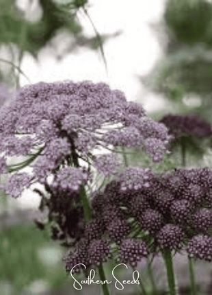 Chocolate Lace Queen Anne's Lace – 100 Seeds