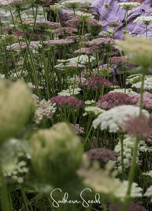 Chocolate Lace Queen Anne's Lace – 100 Seeds