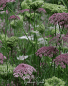 Chocolate Lace Queen Anne's Lace – 100 Seeds