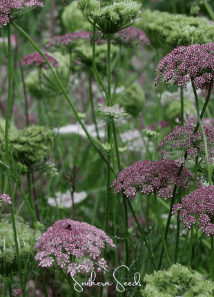 Chocolate Lace Queen Anne's Lace – 100 Seeds