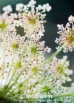 Queen Anne’s Lace – 100 Seeds