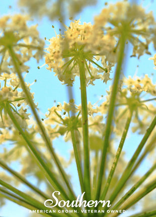 Queen Anne’s Lace – 100 Seeds