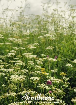 Queen Anne’s Lace – 100 Seeds