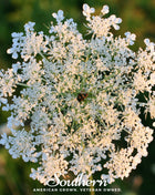 Queen Anne’s Lace – 100 Seeds