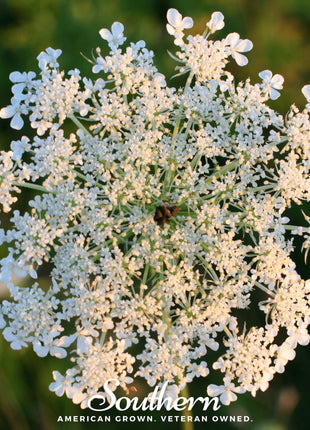 Queen Anne’s Lace – 100 Seeds
