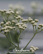 Wild Quinine – 50 Seeds