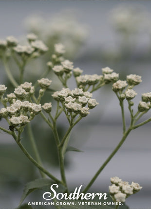 Wild Quinine – 50 Seeds