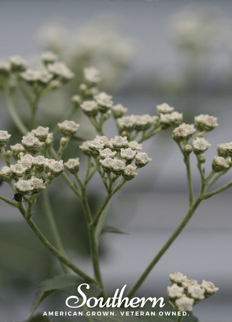 Wild Quinine – 50 Seeds