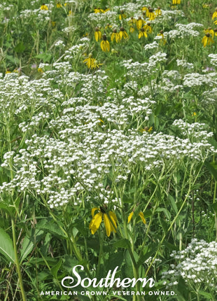 Wild Quinine – 50 Seeds