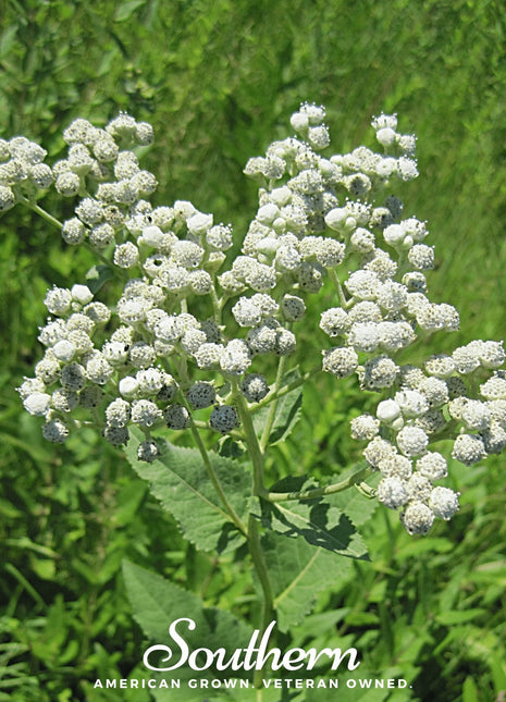 Wild Quinine – 50 Seeds