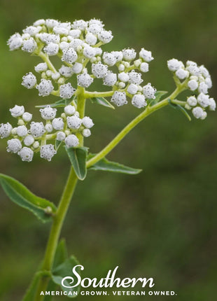 Wild Quinine – 50 Seeds