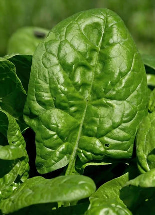 Bloomsdale Spinach – 150 Seeds