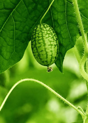 Mouse Melon – 10 Seeds