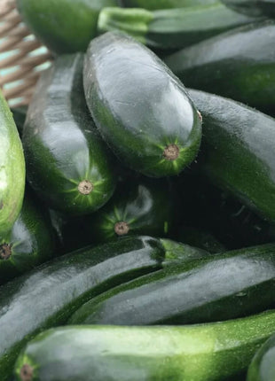 Black Beauty Summer Zucchini Squash – 25 Seeds