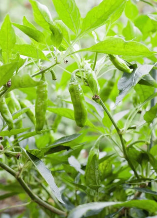 Shishito Pepper – 25 Seeds