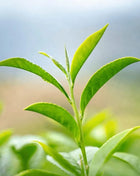 Tea Plant - 5 Seeds