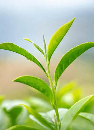 Tea Plant - 5 Seeds