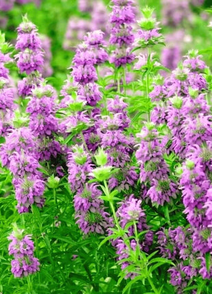 Lemon Bee Balm (Lemon Mint) – 100 Seeds