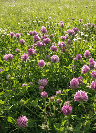 Red Clover – 200 Seeds