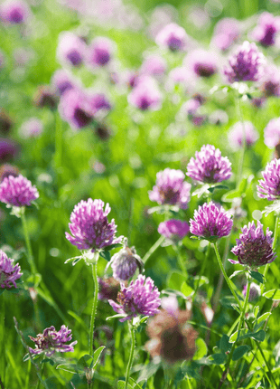 Red Clover – 200 Seeds