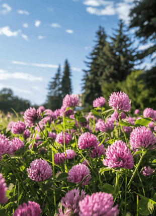 Red Clover – 200 Seeds