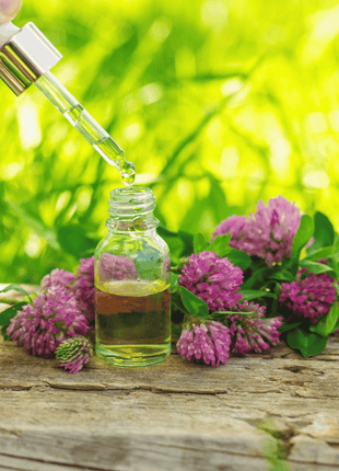 Red Clover – 200 Seeds