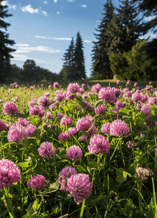 Red Clover – 200 Seeds