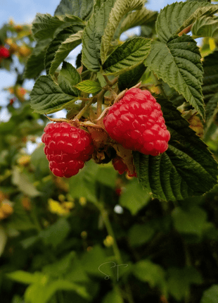 Red European Raspberry – 30 Seeds