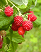 Red European Raspberry – 30 Seeds