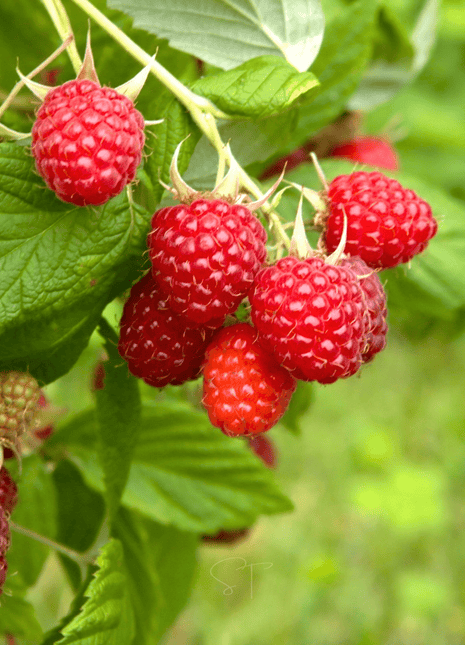 Red European Raspberry – 30 Seeds