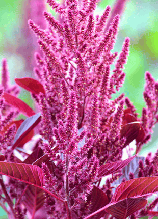 Red Garnet Amaranth – 250 Seeds