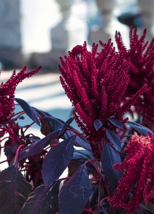 Red Garnet Amaranth – 250 Seeds
