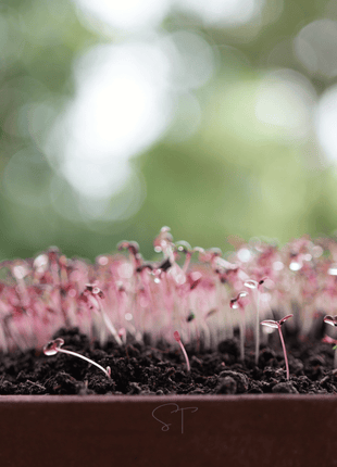 Red Garnet Amaranth – 250 Seeds