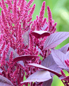 Red Garnet Amaranth – 250 Seeds