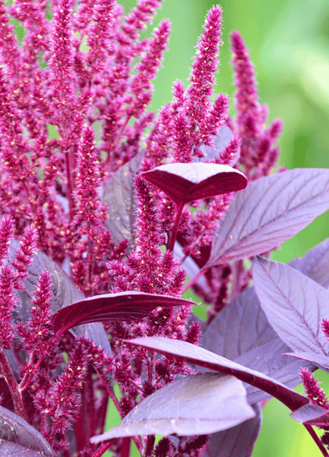 Red Garnet Amaranth – 250 Seeds