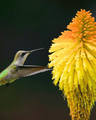 Redhot Poker (Torch Lily) - 40 Seeds