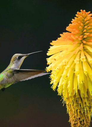 Redhot Poker (Torch Lily) - 40 Seeds