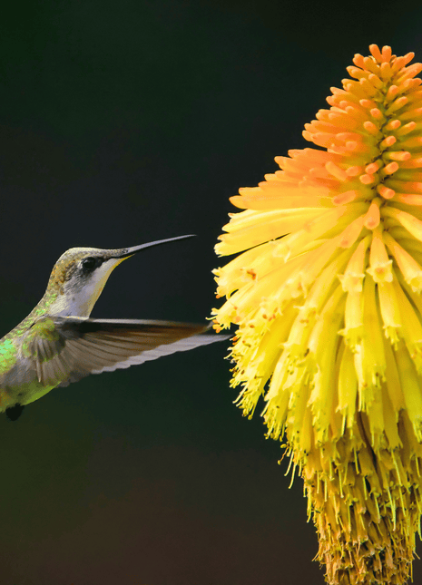 Redhot Poker (Torch Lily) - 40 Seeds